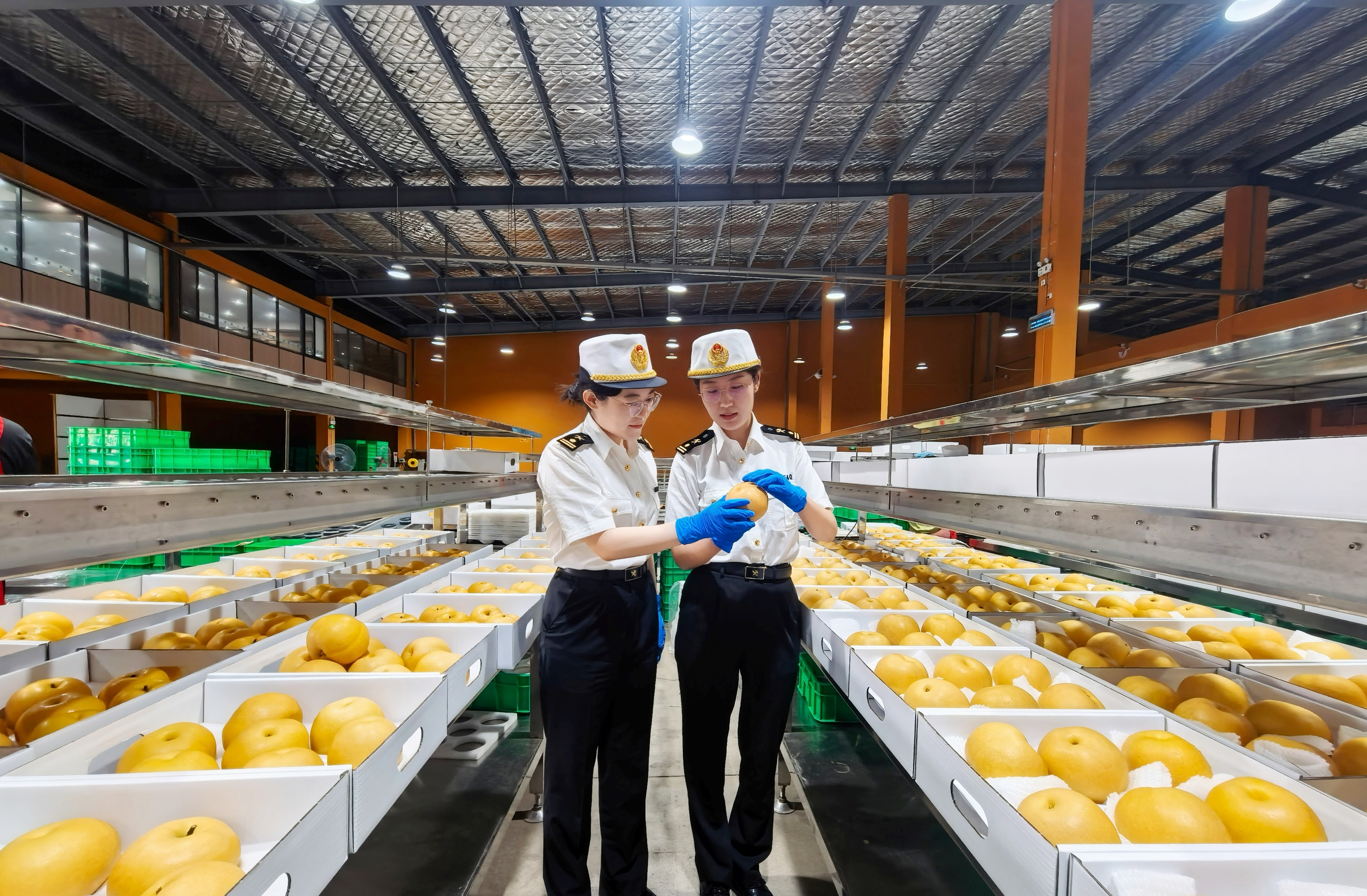 丰收节到 秋月梨奔赴海外（图）